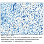 Anti-ITCH / AIP4 Antibody from FabGennix (ITCH-101AP) - Antibodies.com