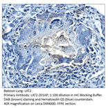 Anti-LAT2 / NTAL Antibody from FabGennix (LAT2-201AP) - Antibodies.com
