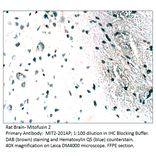 Anti-Mitofusin 2 Antibody from FabGennix (MIT2-201AP) - Antibodies.com