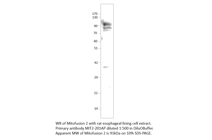 Anti-Mitofusin 2 Antibody from FabGennix (MIT2-201AP) - Antibodies.com