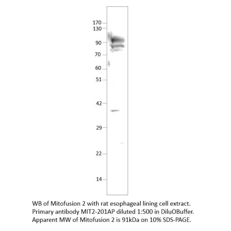 Anti-Mitofusin 2 Antibody from FabGennix (MIT2-201AP) - Antibodies.com