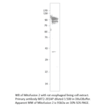 Anti-Mitofusin 2 Antibody from FabGennix (MIT2-201AP) - Antibodies.com