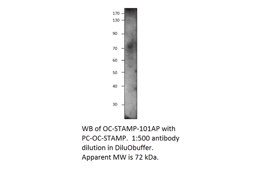 Anti-OCSTAMP Antibody from FabGennix (OC-STAMP-101AP) - Antibodies.com