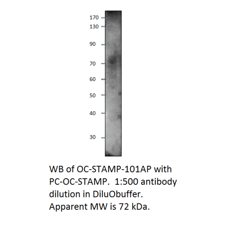 Anti-OCSTAMP Antibody from FabGennix (OC-STAMP-101AP) - Antibodies.com