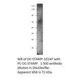 Anti-OCSTAMP Antibody from FabGennix (OC-STAMP-101AP) - Antibodies.com