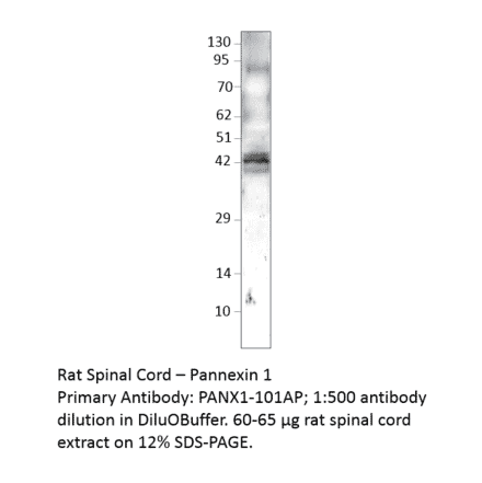 Anti-Pannexin 1 Antibody from FabGennix (PANX1-101AP) - Antibodies.com