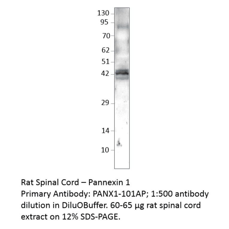 Anti-Pannexin 1 Antibody from FabGennix (PANX1-101AP) - Antibodies.com
