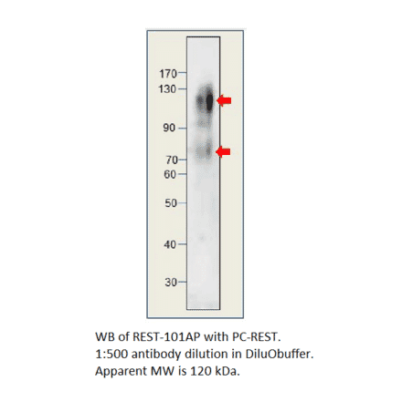 Anti-REST / NRSF Antibody from FabGennix (REST-101AP) - Antibodies.com