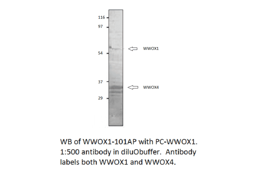 Anti-WWOX 1 + 4 Antibody from FabGennix (WWOX1-101AP) - Antibodies.com