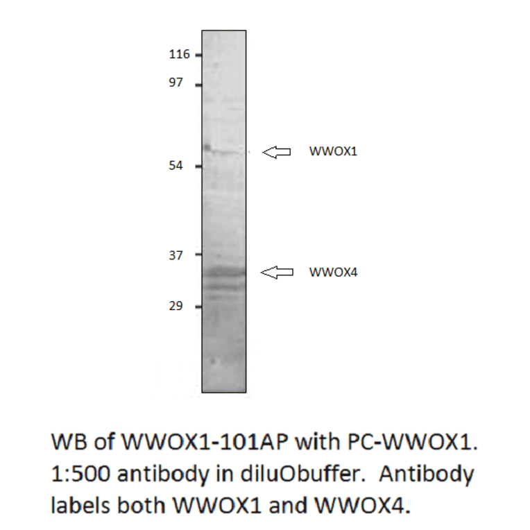 Anti-WWOX 1 + 4 Antibody from FabGennix (WWOX1-101AP) - Antibodies.com