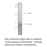 Anti-WWOX 1 + 4 Antibody from FabGennix (WWOX1-101AP) - Antibodies.com