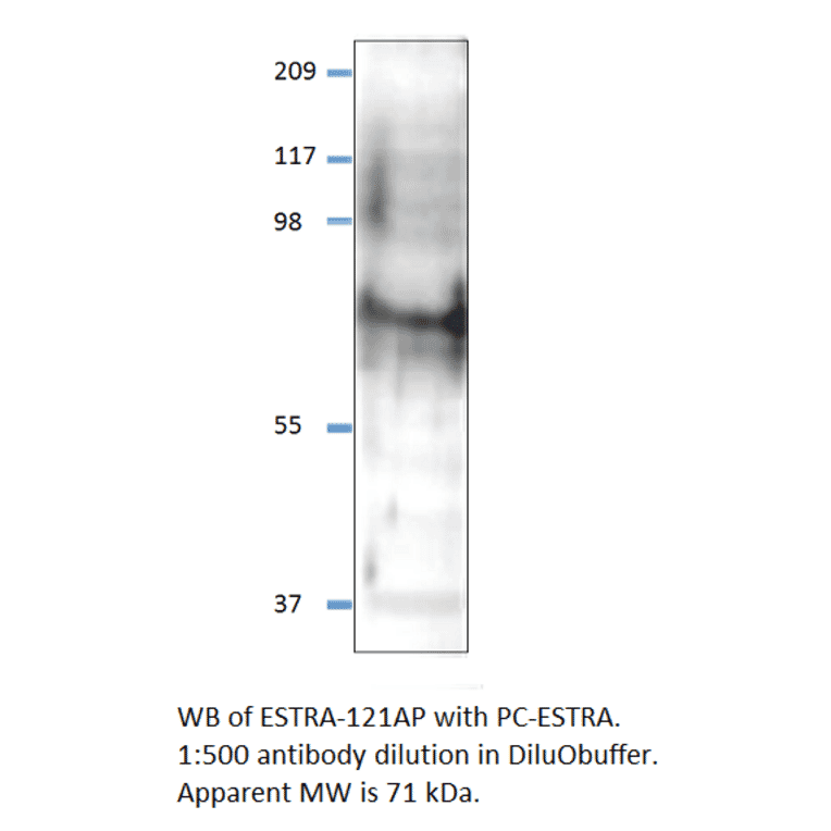 Anti-Estrogen Receptor alpha Antibody from FabGennix (ESTRA-121AP) - Antibodies.com