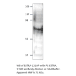 Anti-Estrogen Receptor alpha Antibody from FabGennix (ESTRA-121AP) - Antibodies.com