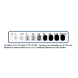 Anti-ACTH Antibody (FITC) from FabGennix (ACTH-FITC) - Antibodies.com