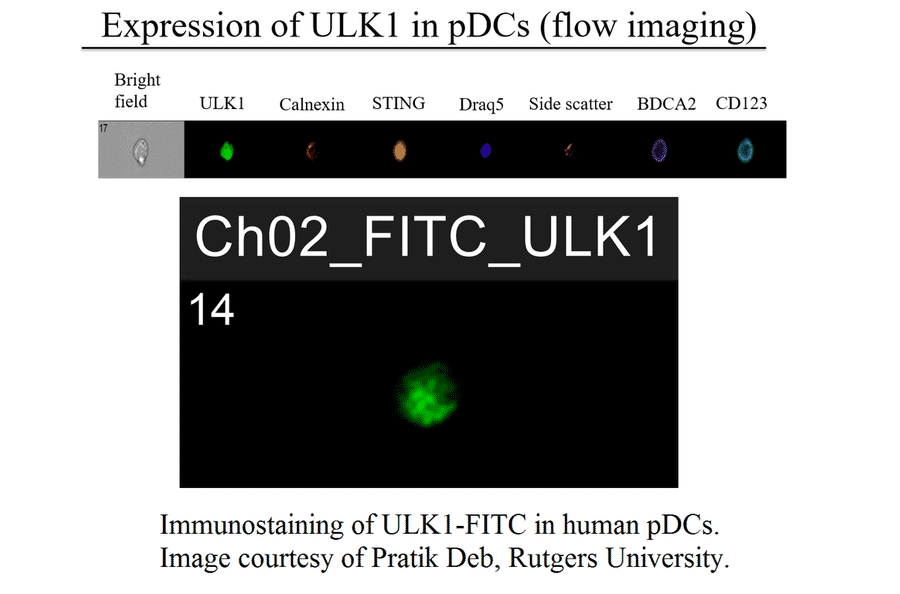 Anti-ULK1 Antibody (FITC) from FabGennix (ULK1-FITC) - Antibodies.com
