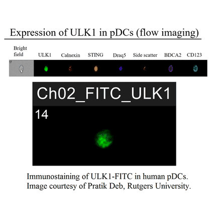 Anti-ULK1 Antibody (FITC) from FabGennix (ULK1-FITC) - Antibodies.com