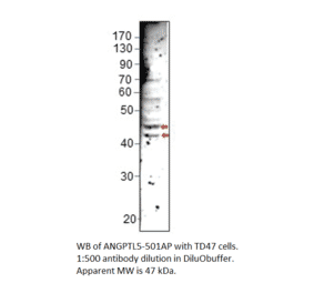 Anti-ANGPTL5 Antibody from FabGennix (ANGPTL5-501AP) - Antibodies.com