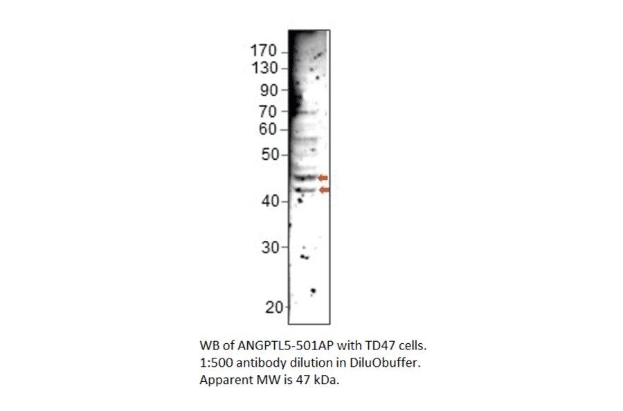 Anti-ANGPTL5 Antibody from FabGennix (ANGPTL5-501AP) - Antibodies.com