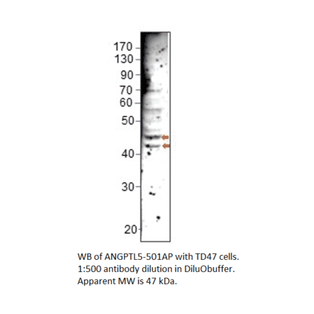 Anti-ANGPTL5 Antibody from FabGennix (ANGPTL5-501AP) - Antibodies.com