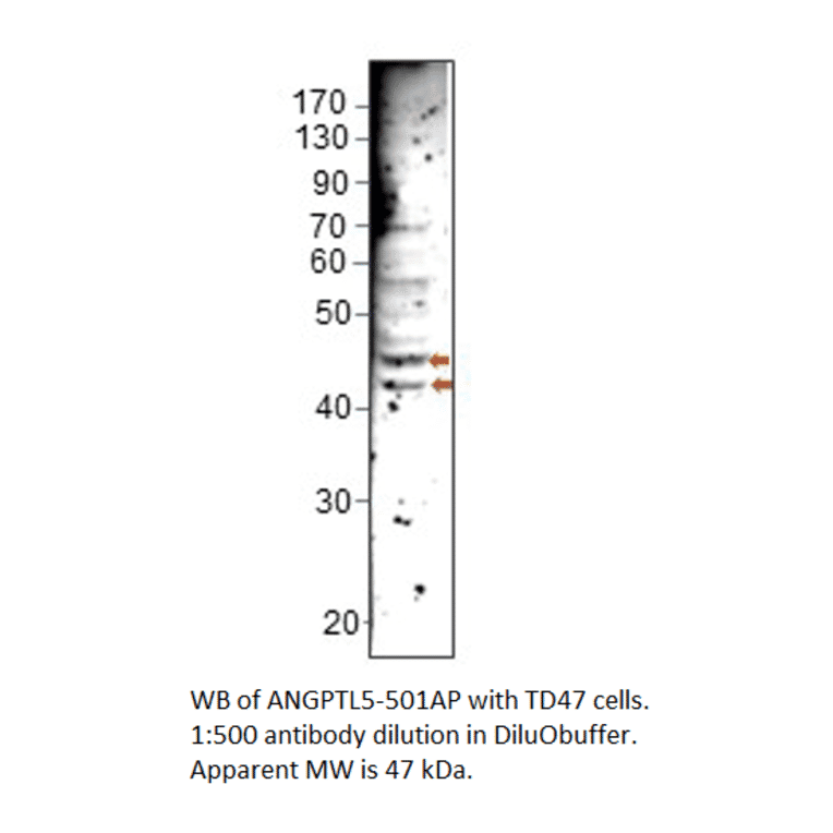 Anti-ANGPTL5 Antibody from FabGennix (ANGPTL5-501AP) - Antibodies.com