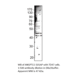 Anti-ANGPTL5 Antibody from FabGennix (ANGPTL5-501AP) - Antibodies.com