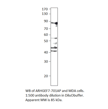 Anti-ARHGEF7 Antibody from FabGennix (ARHGEF7-701AP) - Antibodies.com