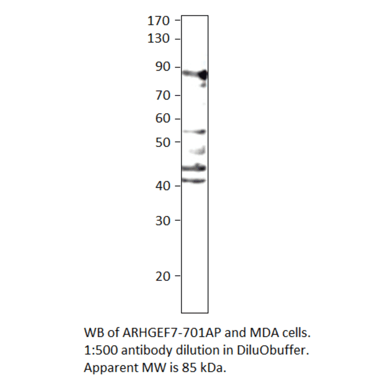 Anti-ARHGEF7 Antibody from FabGennix (ARHGEF7-701AP) - Antibodies.com
