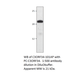 Anti-C3Orf34 Antibody from FabGennix (C3ORF34-101AP) - Antibodies.com