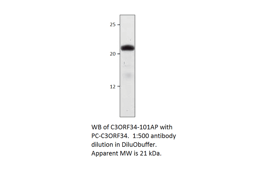 Anti-C3Orf34 Antibody from FabGennix (C3ORF34-101AP) - Antibodies.com