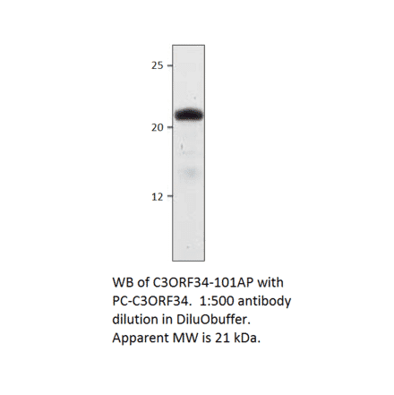 Anti-C3Orf34 Antibody from FabGennix (C3ORF34-101AP) - Antibodies.com