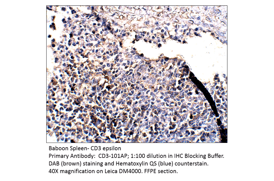 Anti-CD3 epsilon Antibody from FabGennix (CD3-101AP) - Antibodies.com