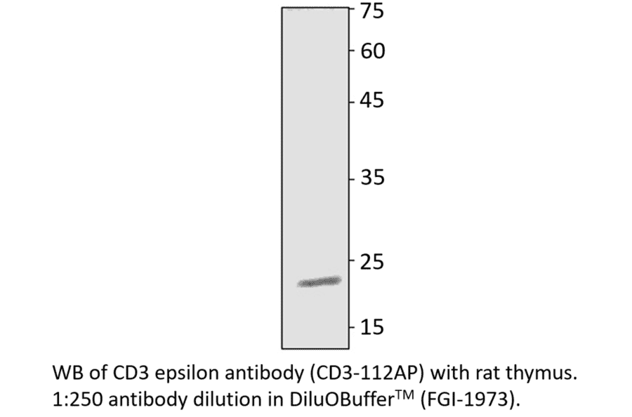 Anti-CD3 epsilon Antibody from FabGennix (CD3-112AP) - Antibodies.com