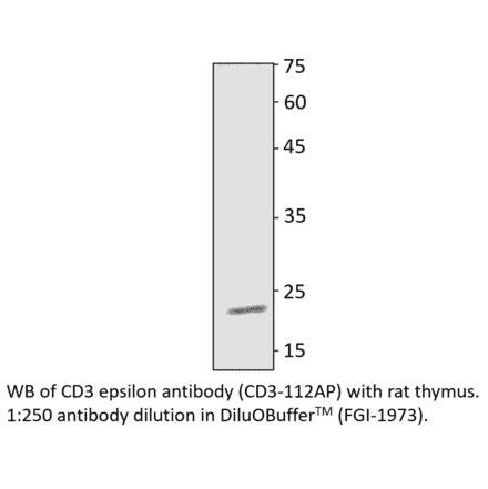 Anti-CD3 epsilon Antibody from FabGennix (CD3-112AP) - Antibodies.com