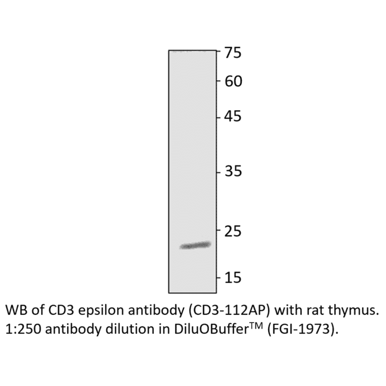 Anti-CD3 epsilon Antibody from FabGennix (CD3-112AP) - Antibodies.com