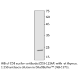 Anti-CD3 epsilon Antibody from FabGennix (CD3-112AP) - Antibodies.com