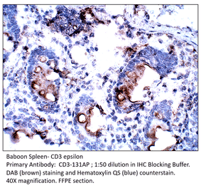 Anti-CD3 epsilon Antibody from FabGennix (CD3-131AP) - Antibodies.com