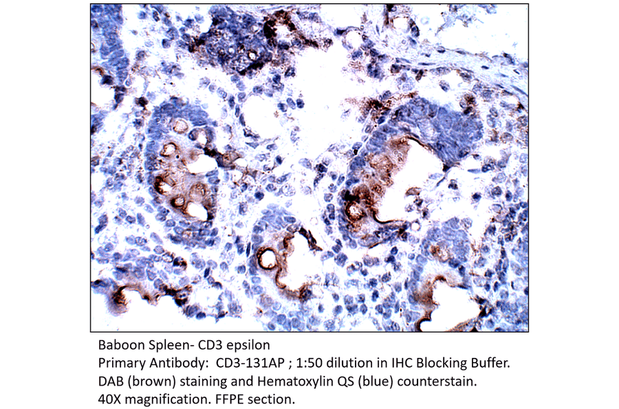 Anti-CD3 epsilon Antibody from FabGennix (CD3-131AP) - Antibodies.com