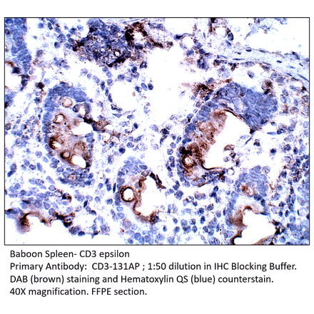 Anti-CD3 epsilon Antibody from FabGennix (CD3-131AP) - Antibodies.com