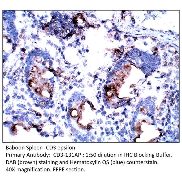 Anti-CD3 epsilon Antibody from FabGennix (CD3-131AP) - Antibodies.com