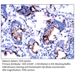 Anti-CD3 epsilon Antibody from FabGennix (CD3-131AP) - Antibodies.com