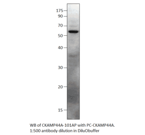 Anti-SHISA9 Antibody from FabGennix (CKAMP44A-101AP) - Antibodies.com