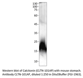 Anti-Calcitonin Antibody from FabGennix (CLTN-101AP) - Antibodies.com