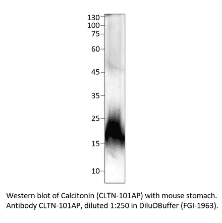 Anti-Calcitonin Antibody from FabGennix (CLTN-101AP) - Antibodies.com