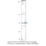 Anti-Cyclin D1 Antibody from FabGennix (CYCD1-101AP) - Antibodies.com