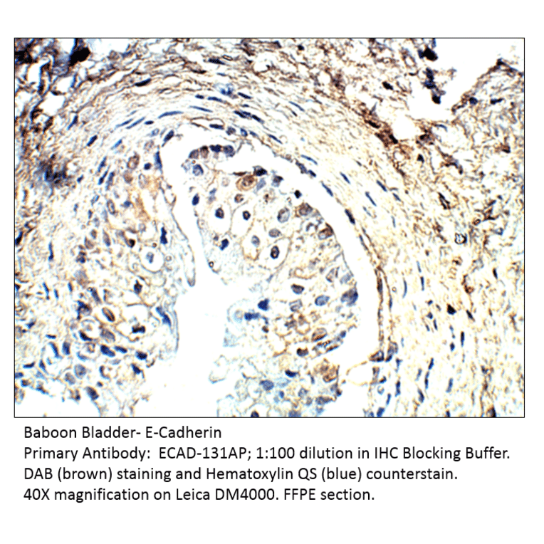 Anti-E-Cadherin Antibody from FabGennix (ECAD-131AP) - Antibodies.com