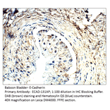 Anti-E-Cadherin Antibody from FabGennix (ECAD-131AP) - Antibodies.com