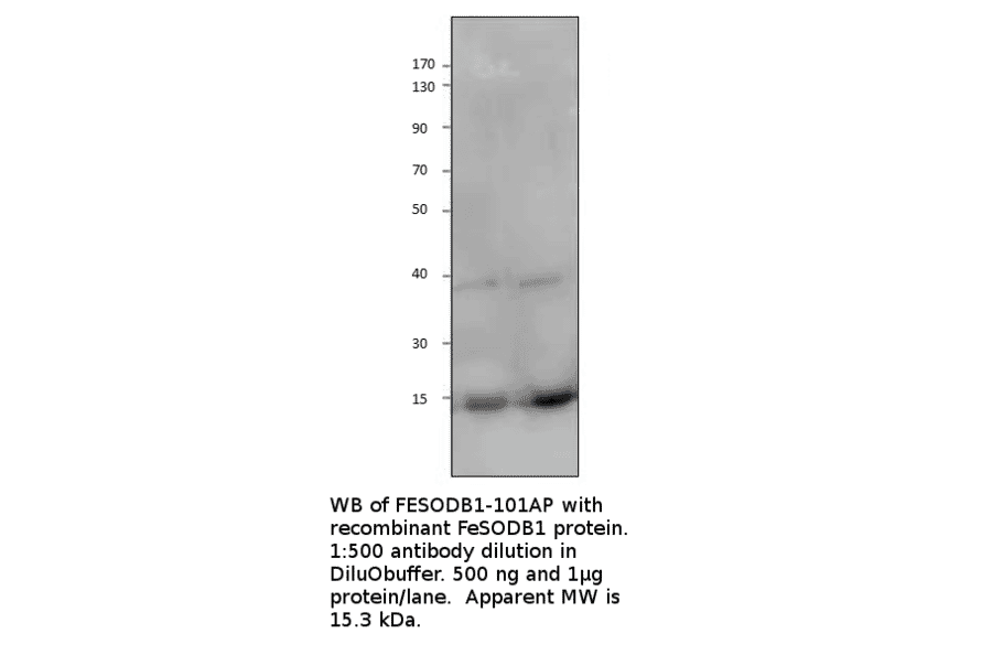 Anti-FeSODB1 Antibody from FabGennix (FESODB1-101AP) - Antibodies.com