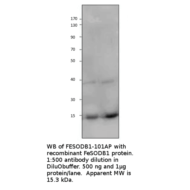 Anti-FeSODB1 Antibody from FabGennix (FESODB1-101AP) - Antibodies.com