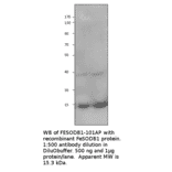 Anti-FeSODB1 Antibody from FabGennix (FESODB1-101AP) - Antibodies.com