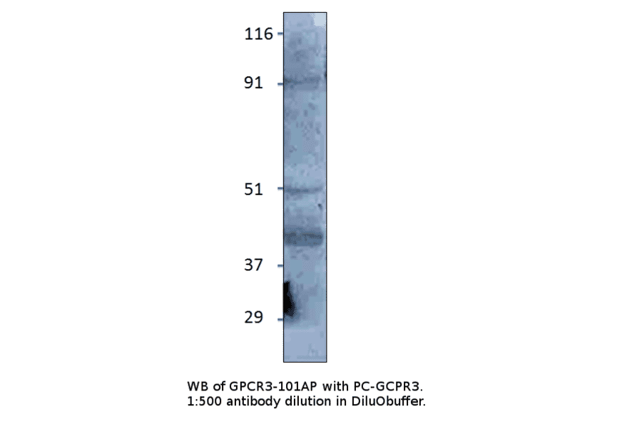 Anti-GPCR GPR3 Antibody from FabGennix (GPCR3-101AP) - Antibodies.com